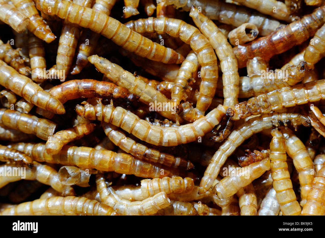 A closeup photo of dried mealworms Stock Photo Alamy