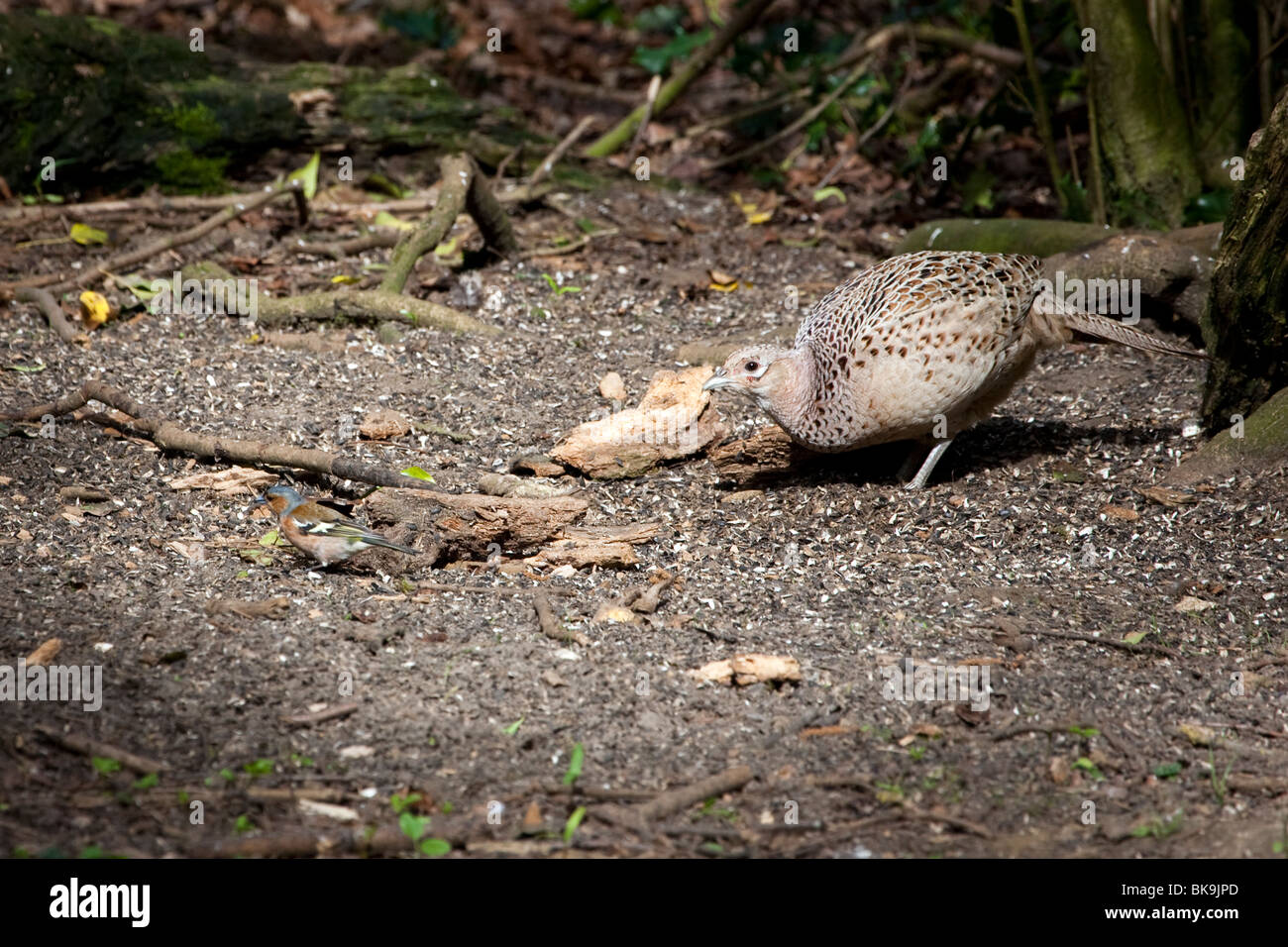 Birds pecking the ground hires stock photography and images Alamy