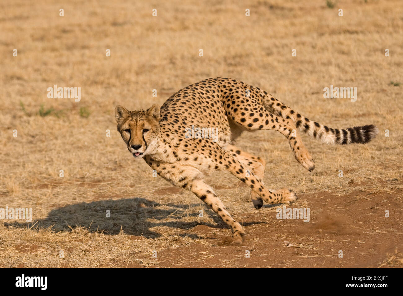 Running Cheetah (Acinonyx jubatus) Stock Photo