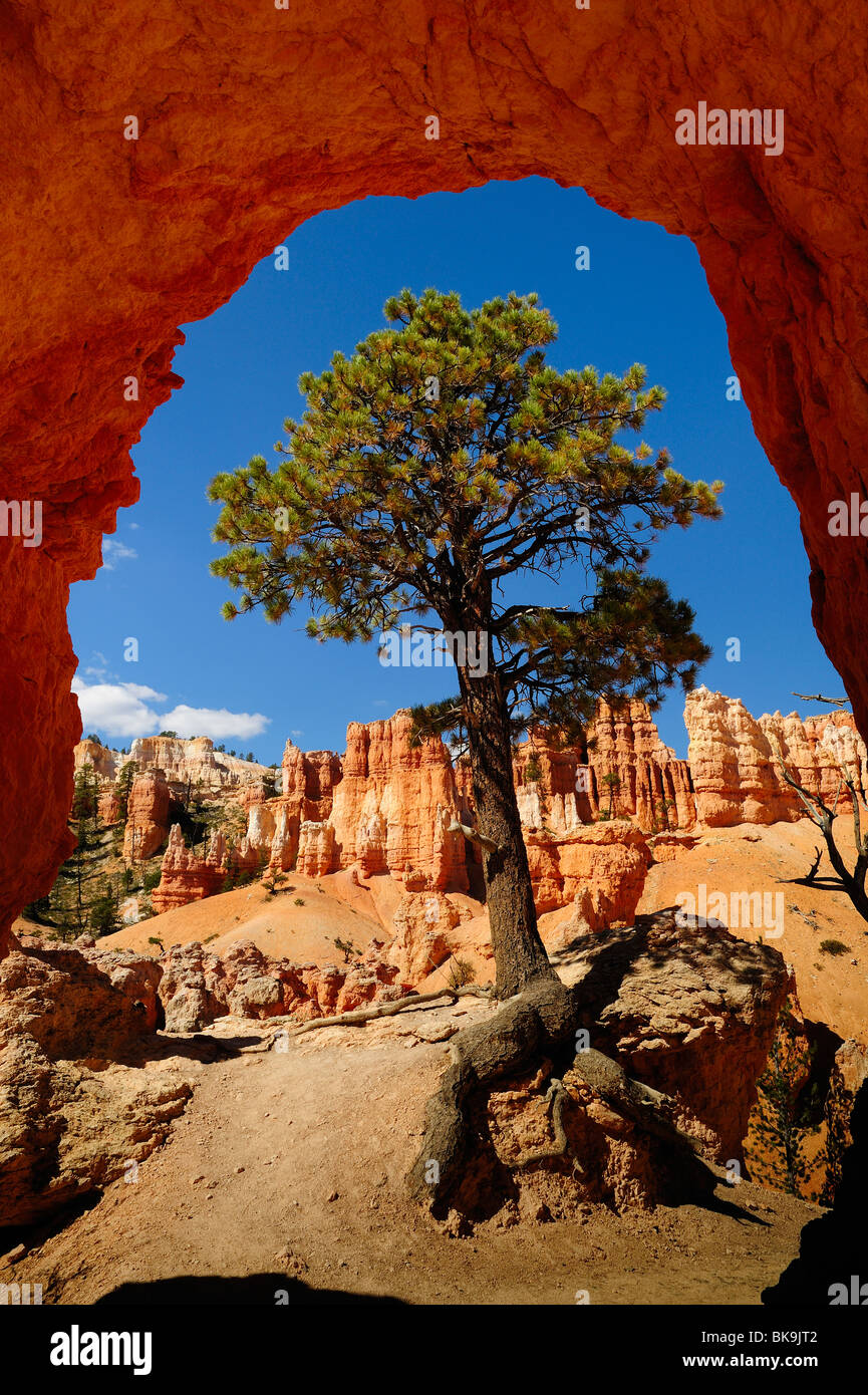 Douglas-fir tree in Bryce Canyon from Peek a boo loop, Utah, USA Stock Photo