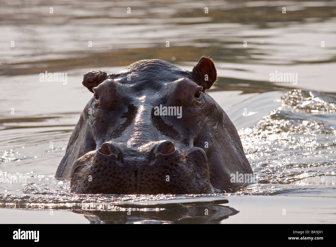 Swimming hippopotamus (Hippopotamus amphibius) Stock Photo