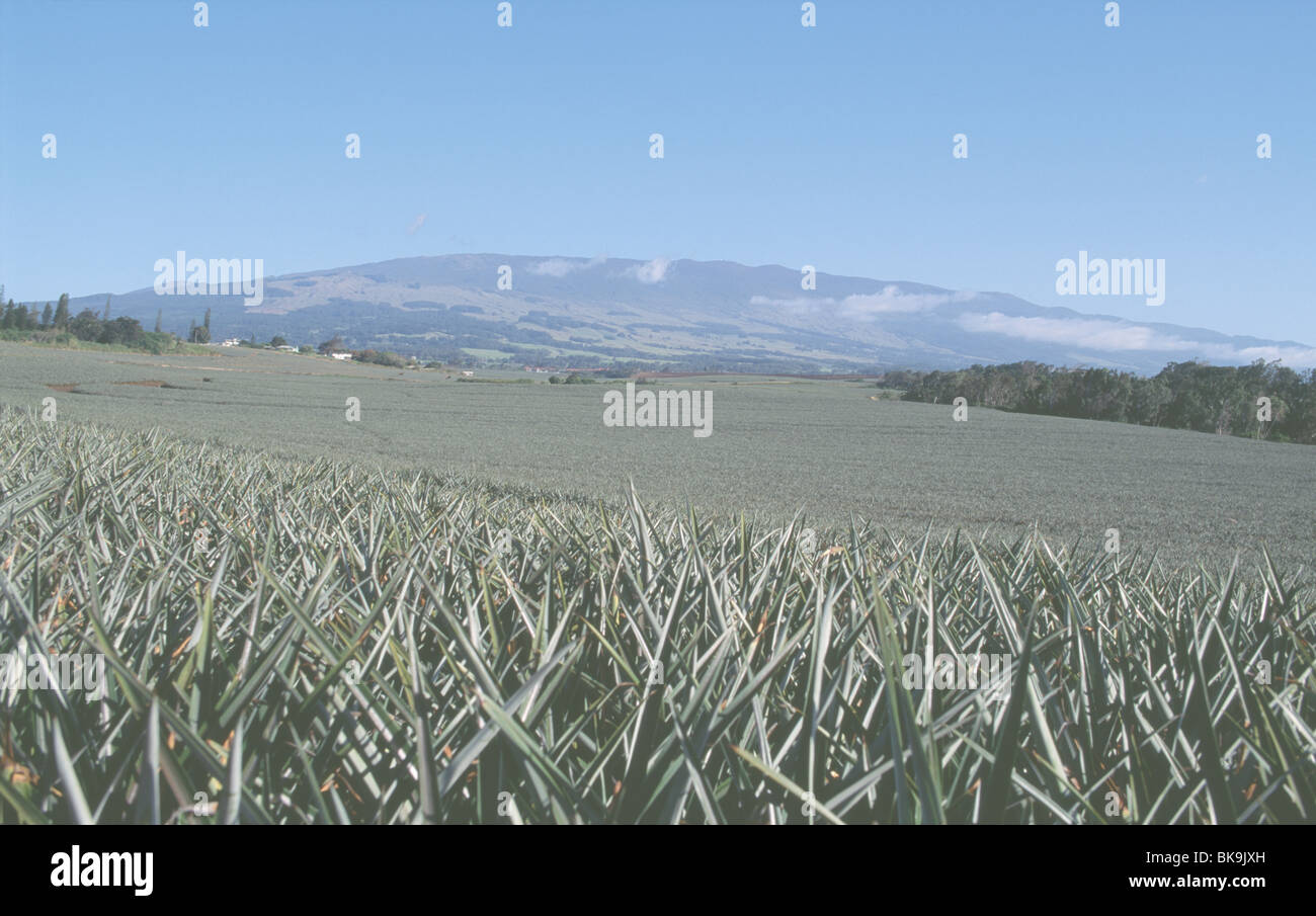 Pineapple Fields Maui Hawaii USA Stock Photo Alamy
