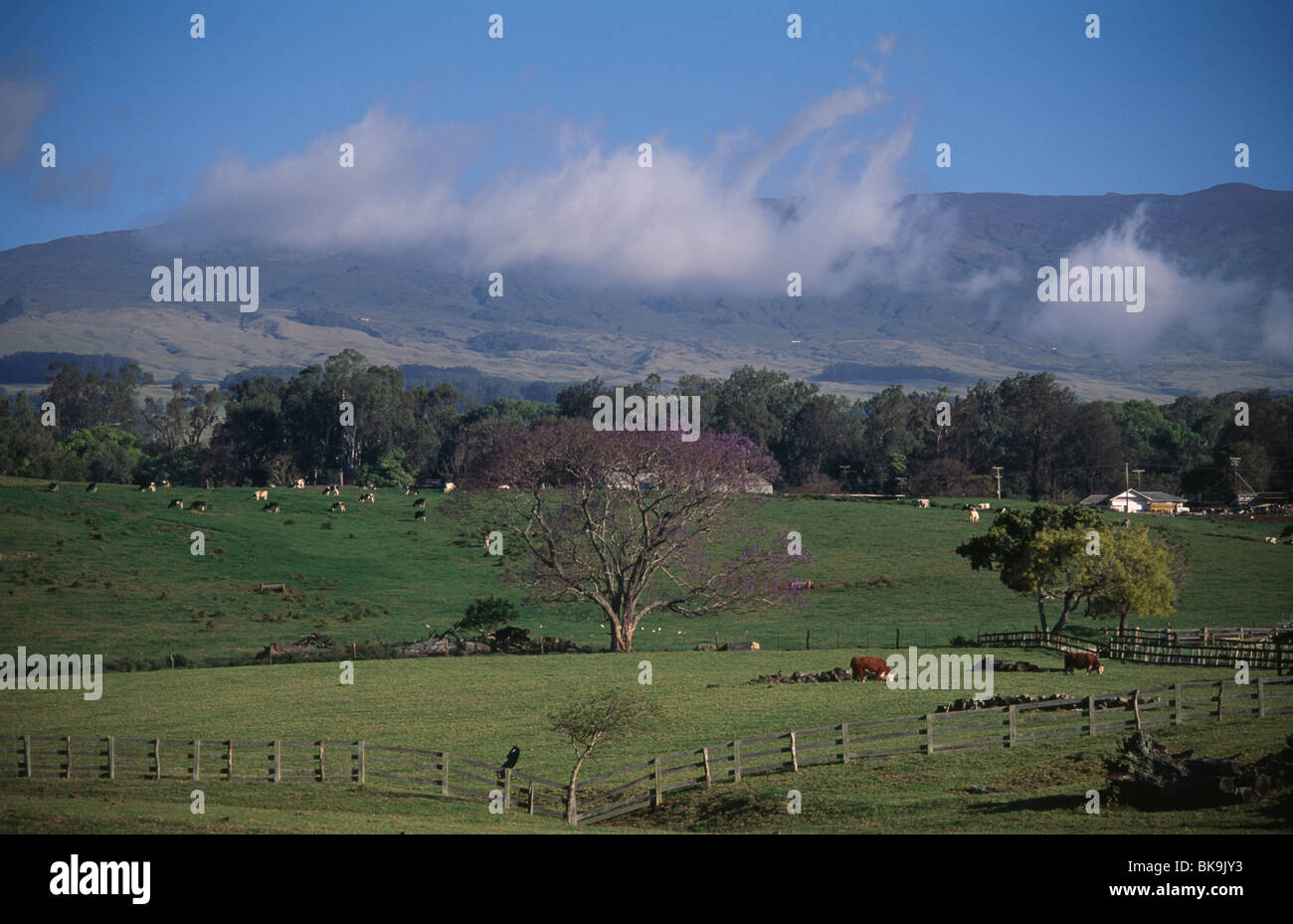 Haleakala Ranch Near Makawao Maui Hawaii, USA Stock Photo Alamy