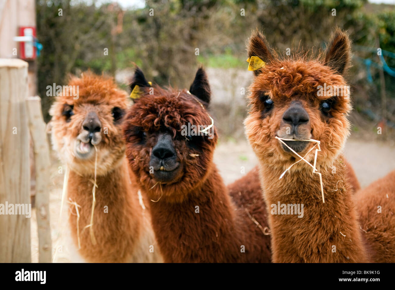 Alpacas Stock Photo