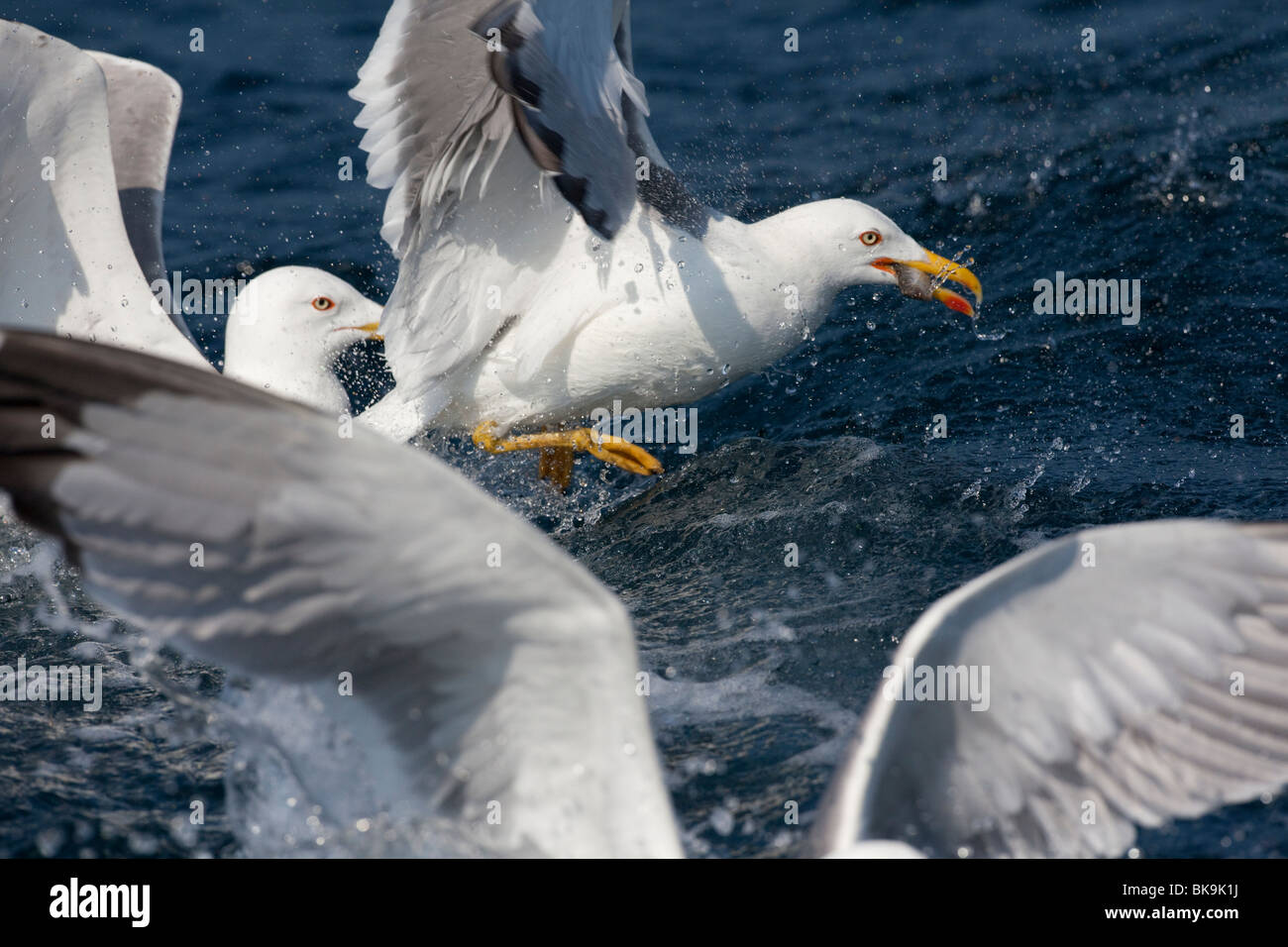 Herring Gull (Larus argentatus) hunting for food after a fishing boat