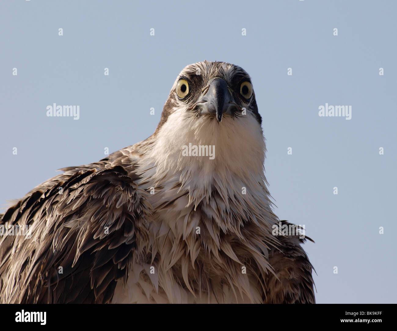 Eyes concentration stare staring hi-res stock photography and images ...