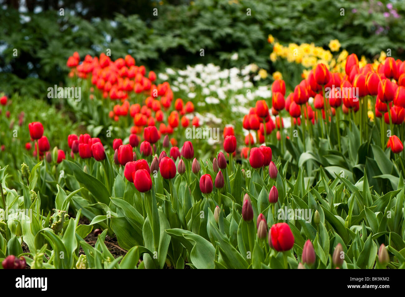 Bands of tulips and daffodils in flower at The Eden Project in Cornwall