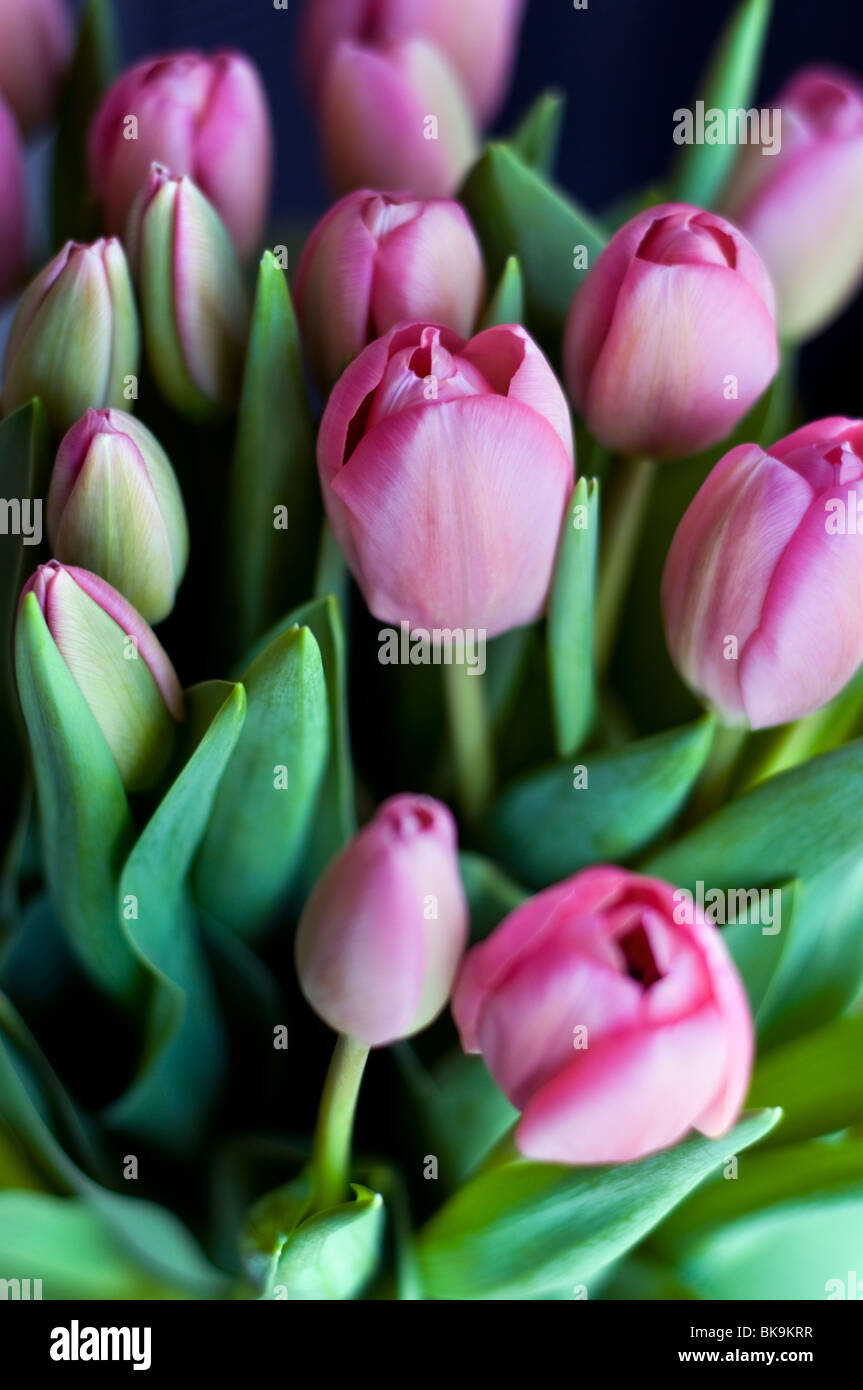 A bunch of pink tulips Stock Photo