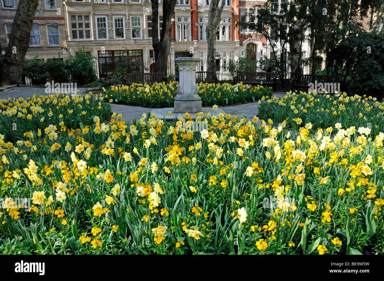 Daffodils and Wallflowers in flower beds Postman's Park City of London England Britain UK Stock Photo