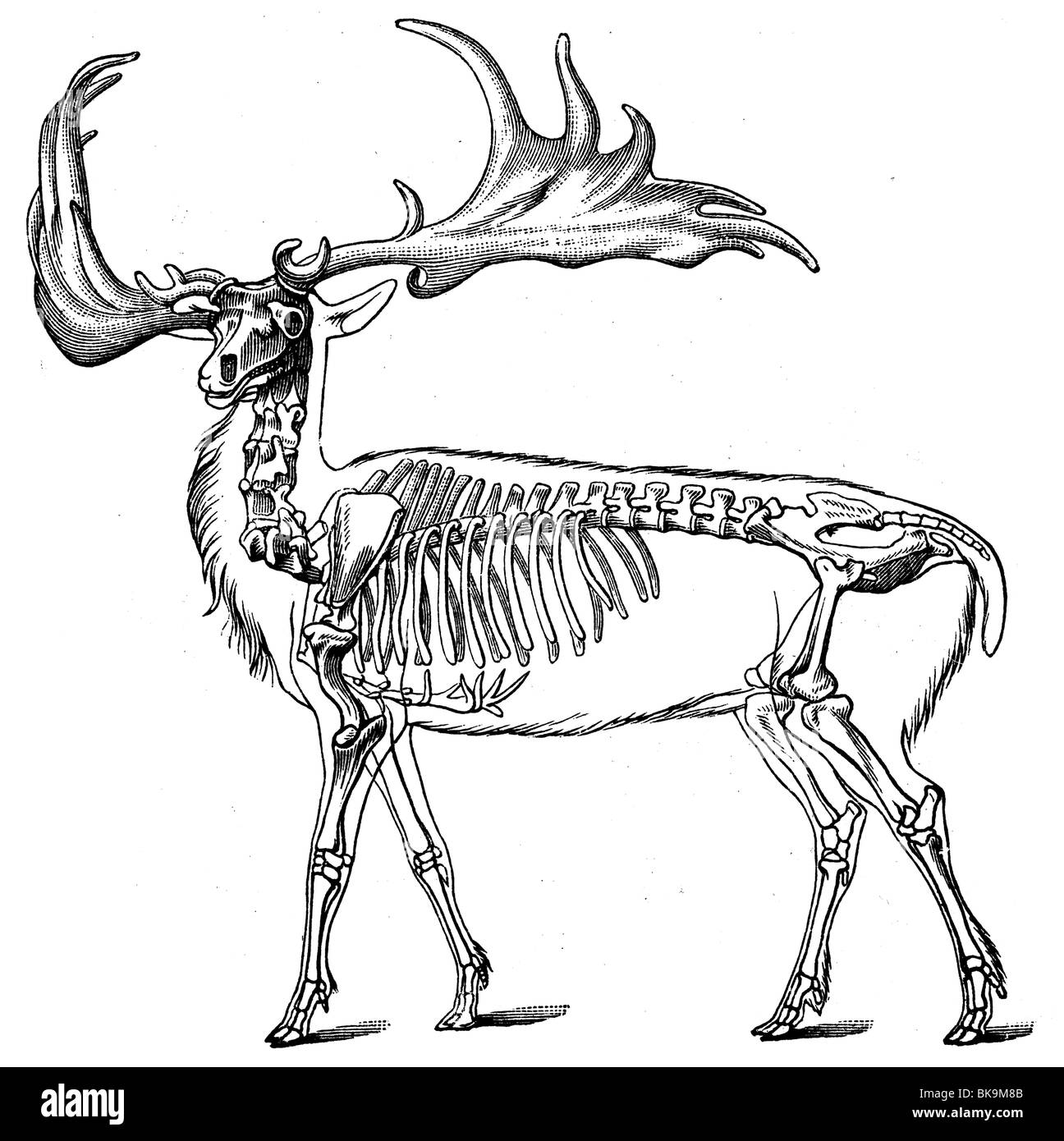 Skeleton Irish gigantic deer Stock Photo