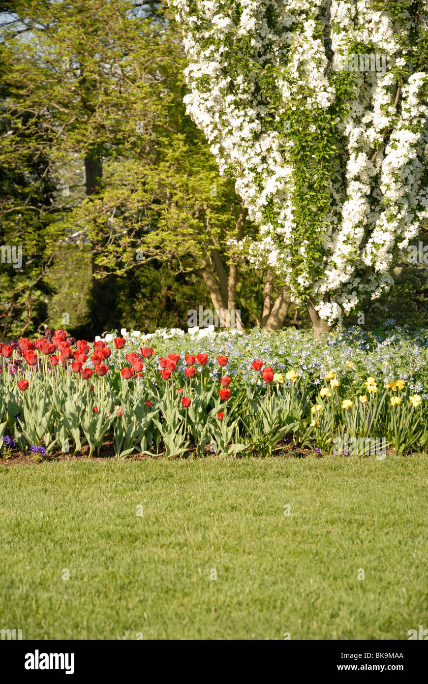 Tulip tree usa hires stock photography and images Alamy