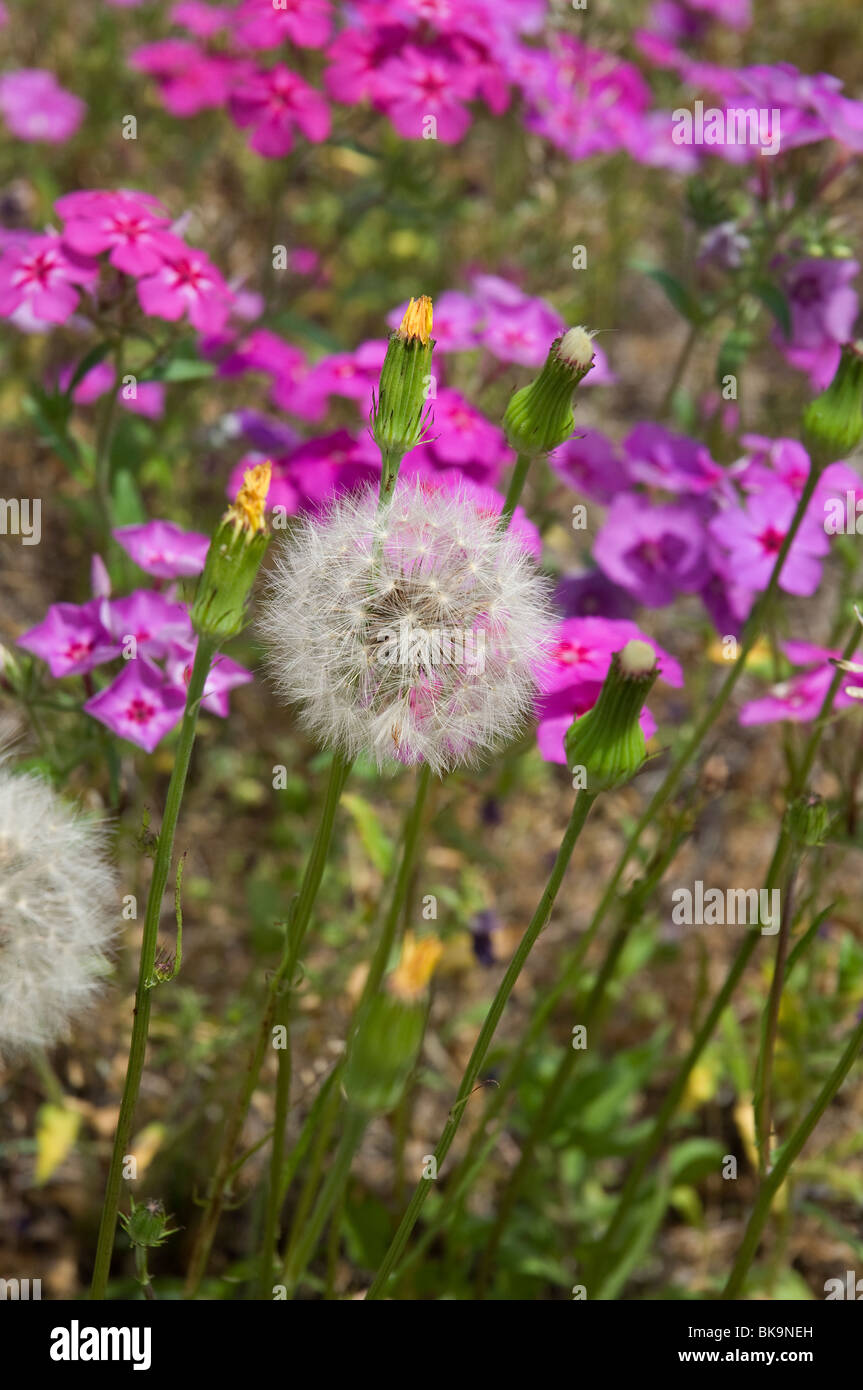 puffballs growing among colorful phlox wildflowers springtime in North Florida Stock Photo