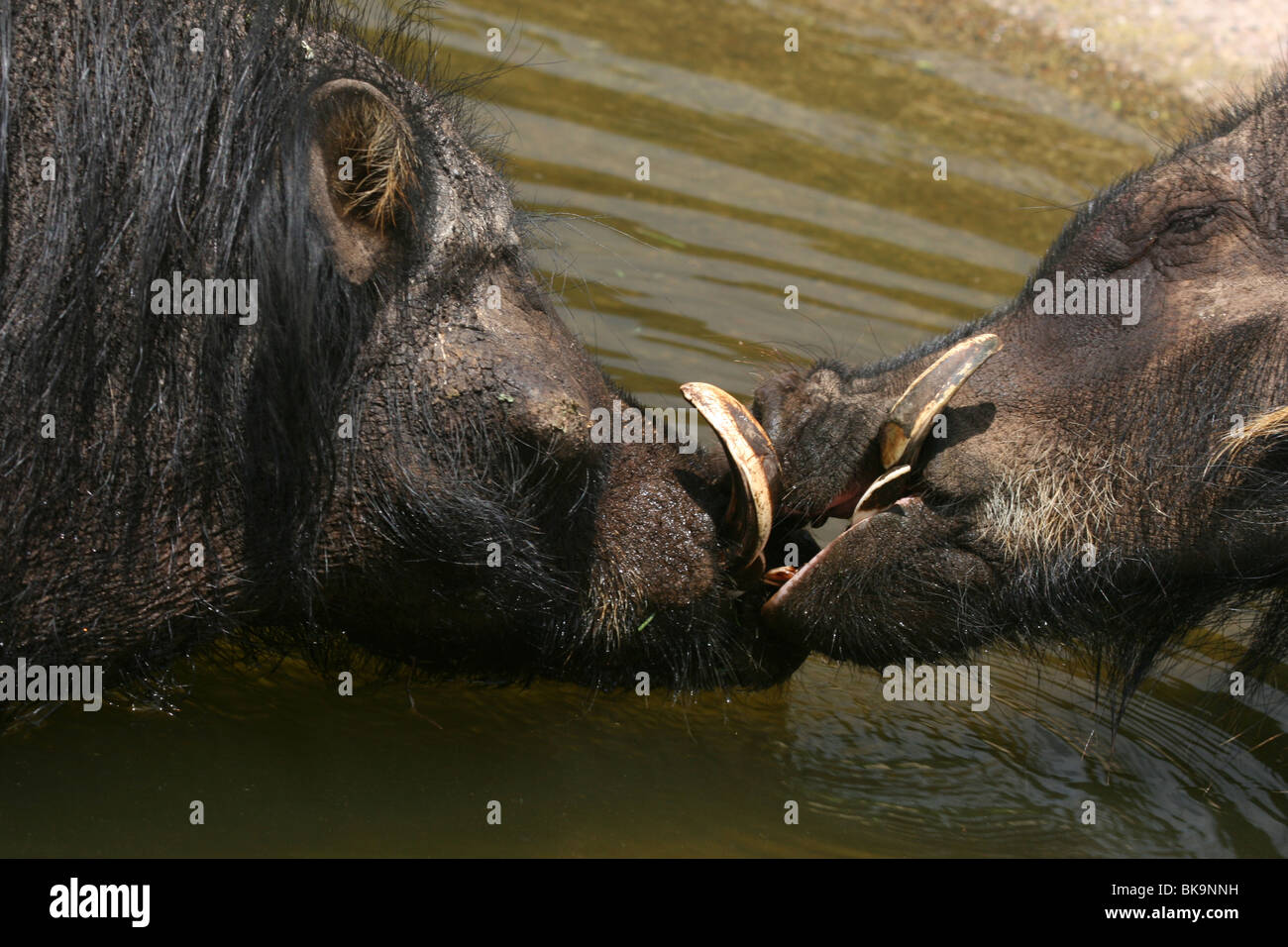 Wild hogs in forest hi-res stock photography and images - Alamy