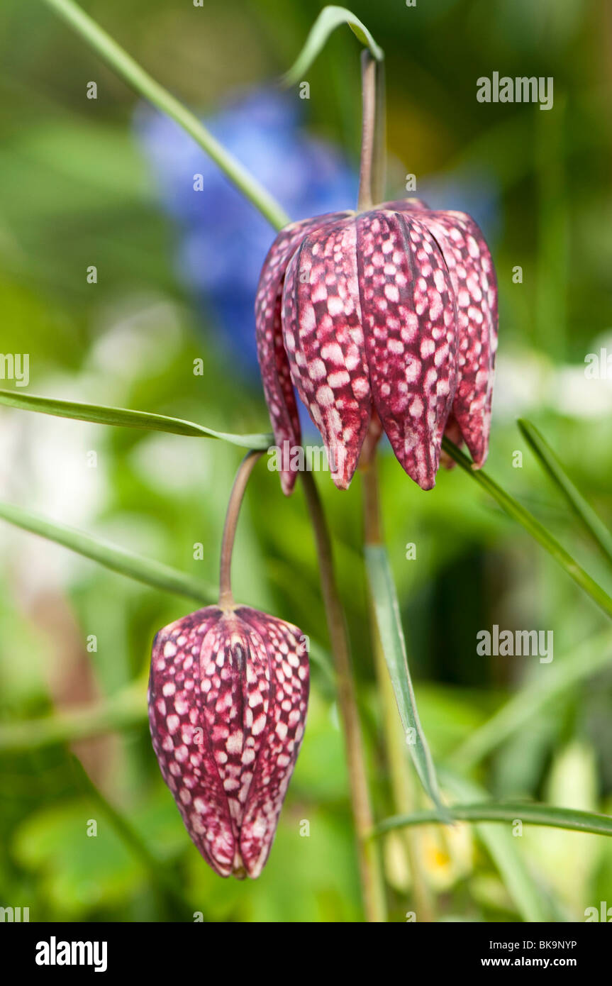 Snake's head fritillaries in bloom at the Painswick Rococo Garden in The Cotswolds Stock Photo