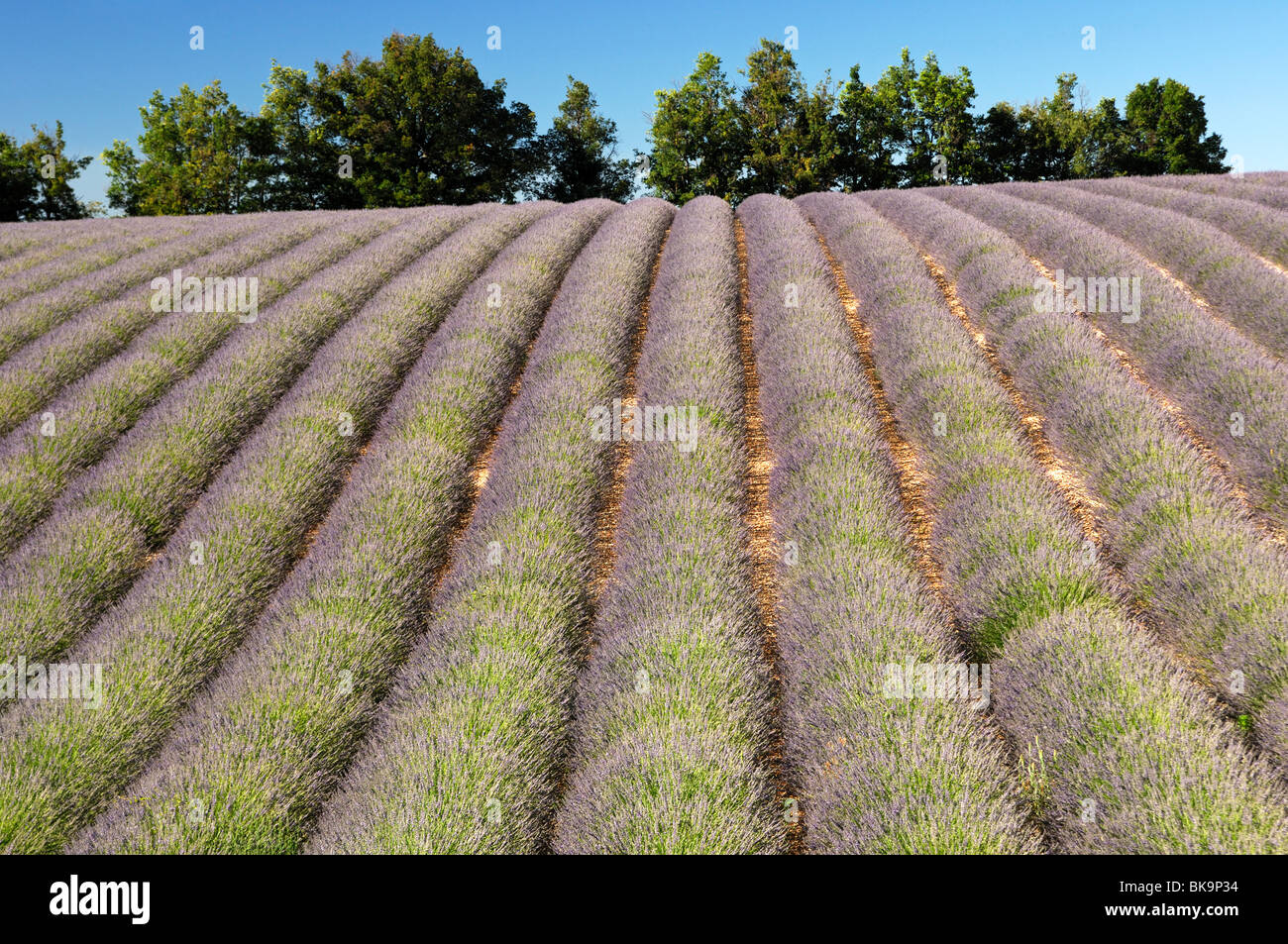 Row cultivation of lavender near Sault, Provence, France Stock Photo
