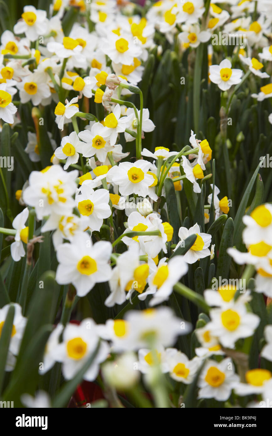Daffodils for sale at flower market for Chinese New Year, Mongkok