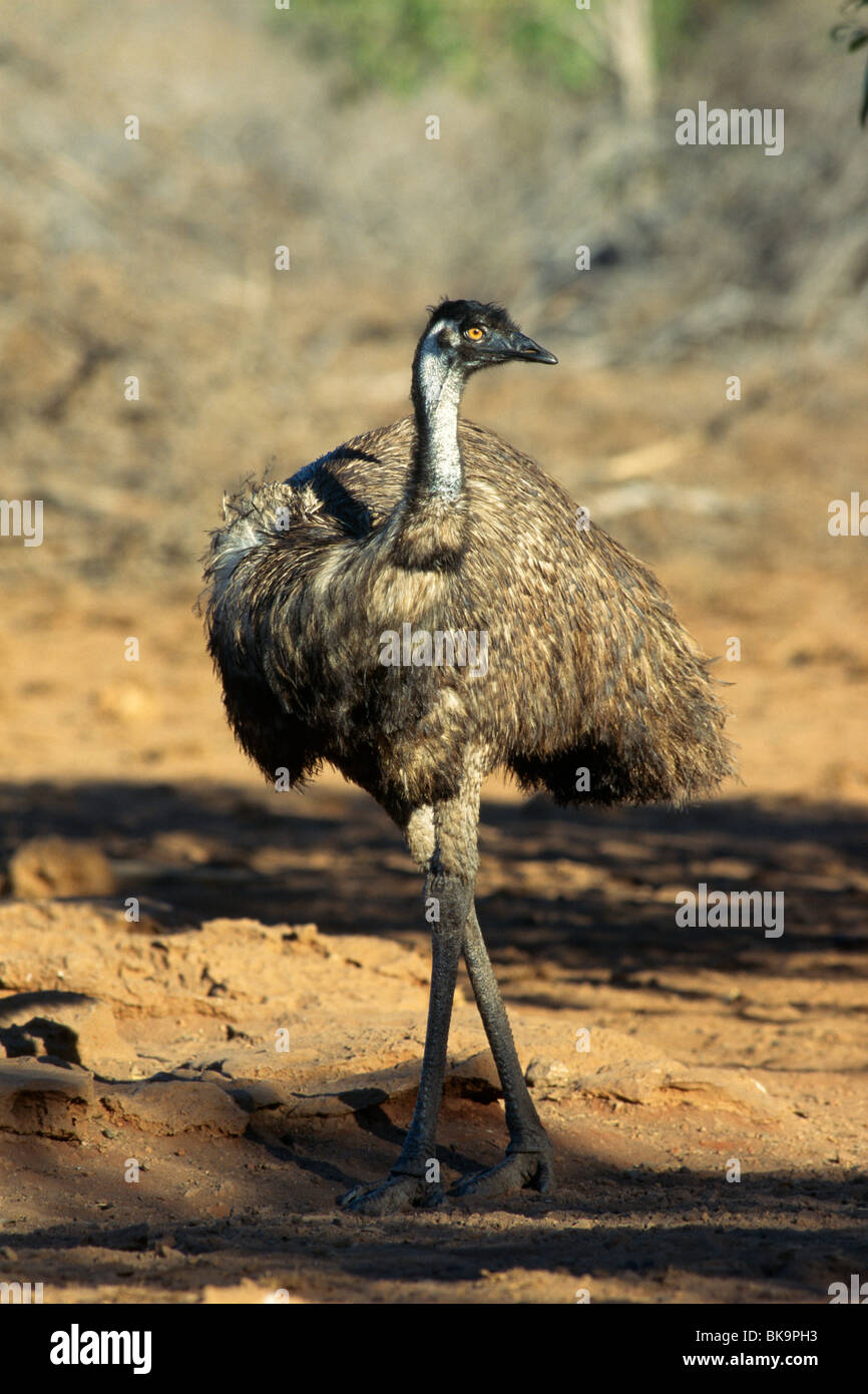 Emu (Dromaius novaehollandiae), Western Australia, Australia Stock Photo