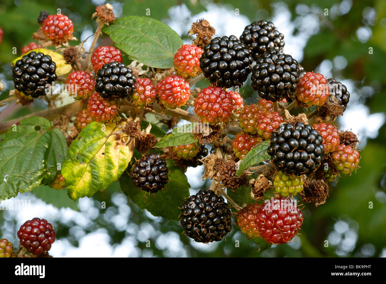 Hedgerow autumn blackberries hires stock photography and images Alamy
