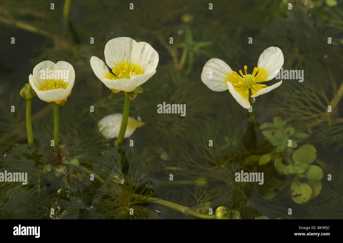 macro opname van bloemen in water Stock Photo