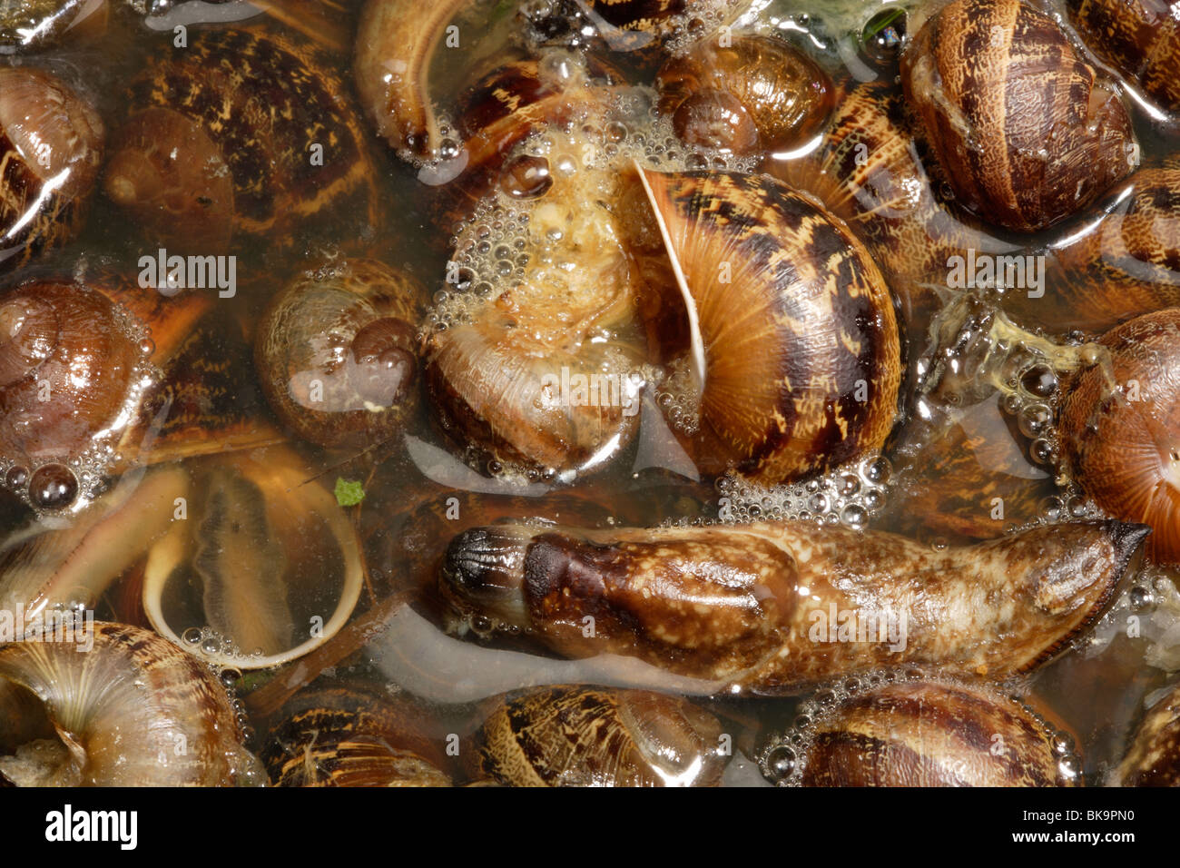 Garden pests snails and slugs killed in salty water Stock Photo Alamy