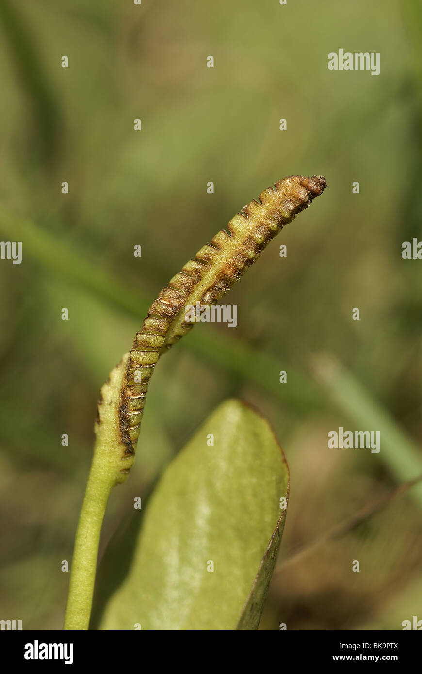 Macro opname van het sporenblad van het zeldzame varentje Addertong. Stock Photo