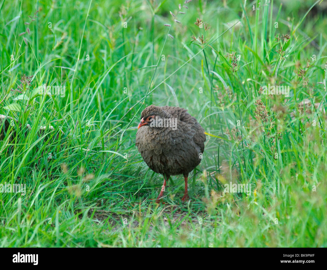 Red-necked Spurfowl Francolinus afer shaking Stock Photo