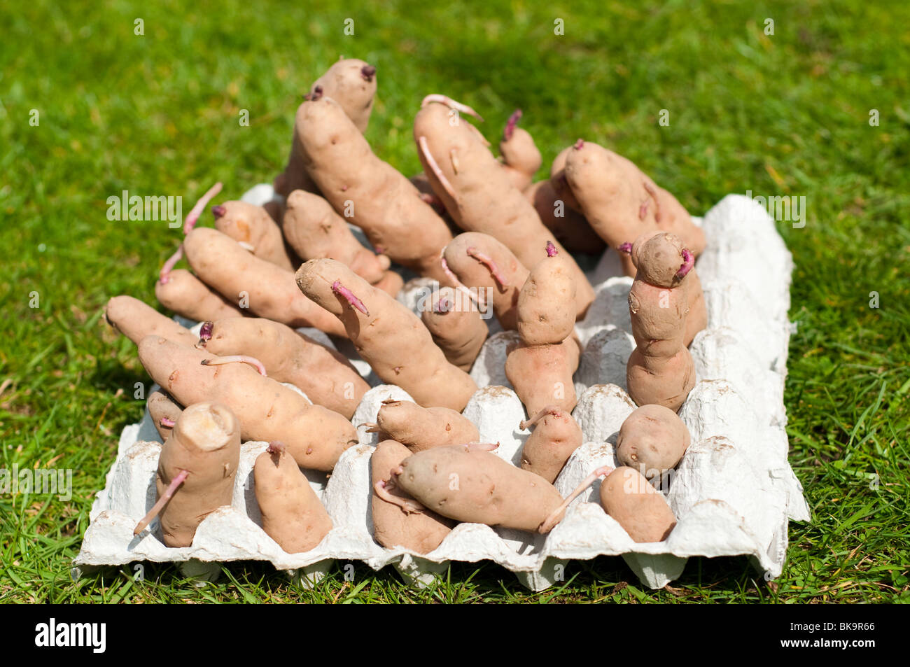 Pink fir apple seed potatoes in a carboard egg tray ready for planting Stock Photo