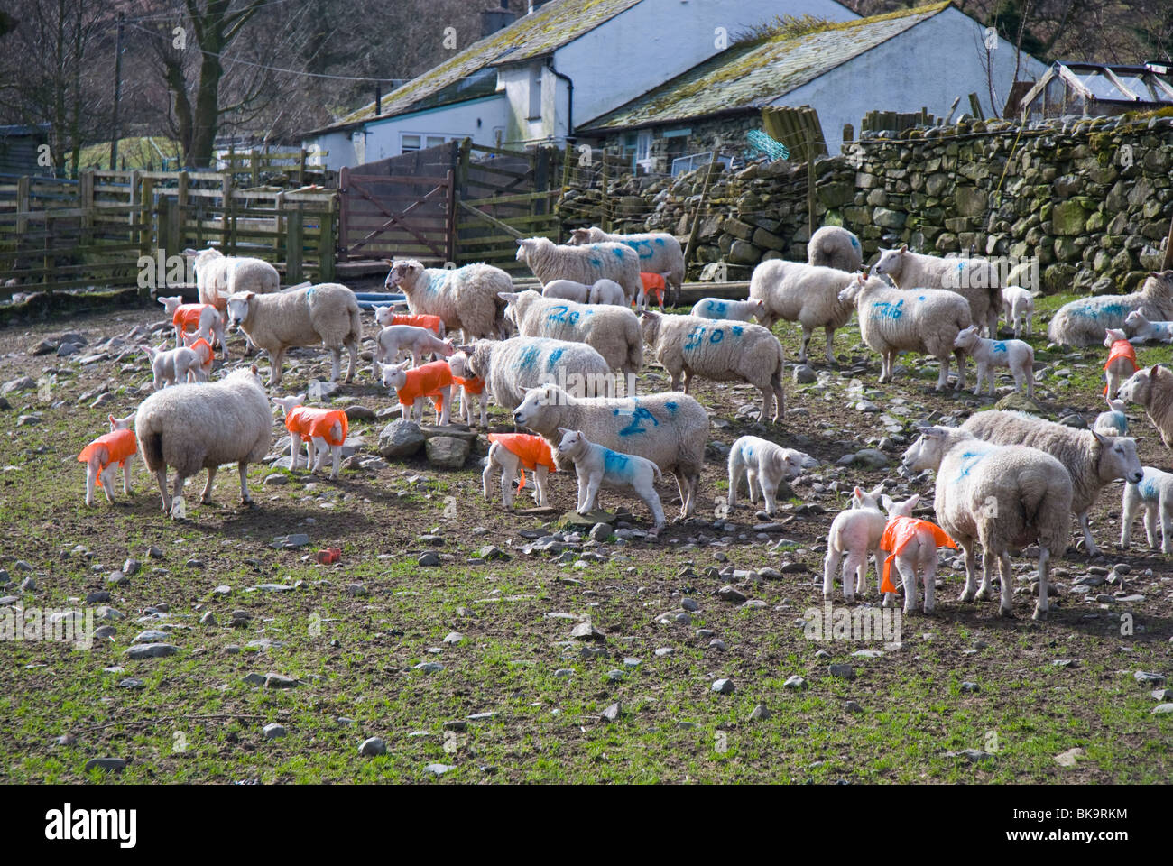 Numbered sheep and lambs in plastic coats on a farm in Cumbria Stock Photo