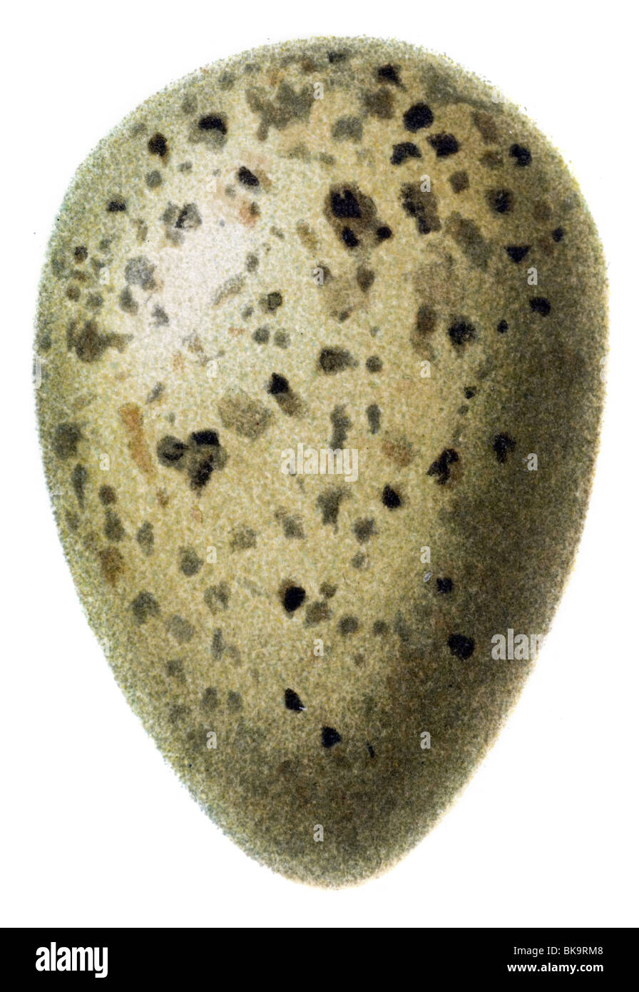 bird egg Wood Sandpiper Stock Photo Alamy