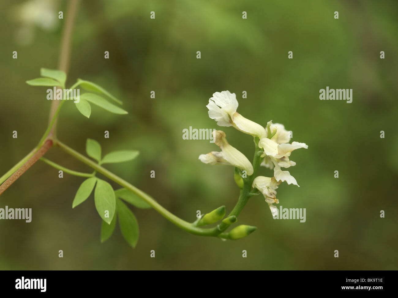 Macro opname van witte bloemen van Rankende helmbloem met blaadjes. Stock Photo