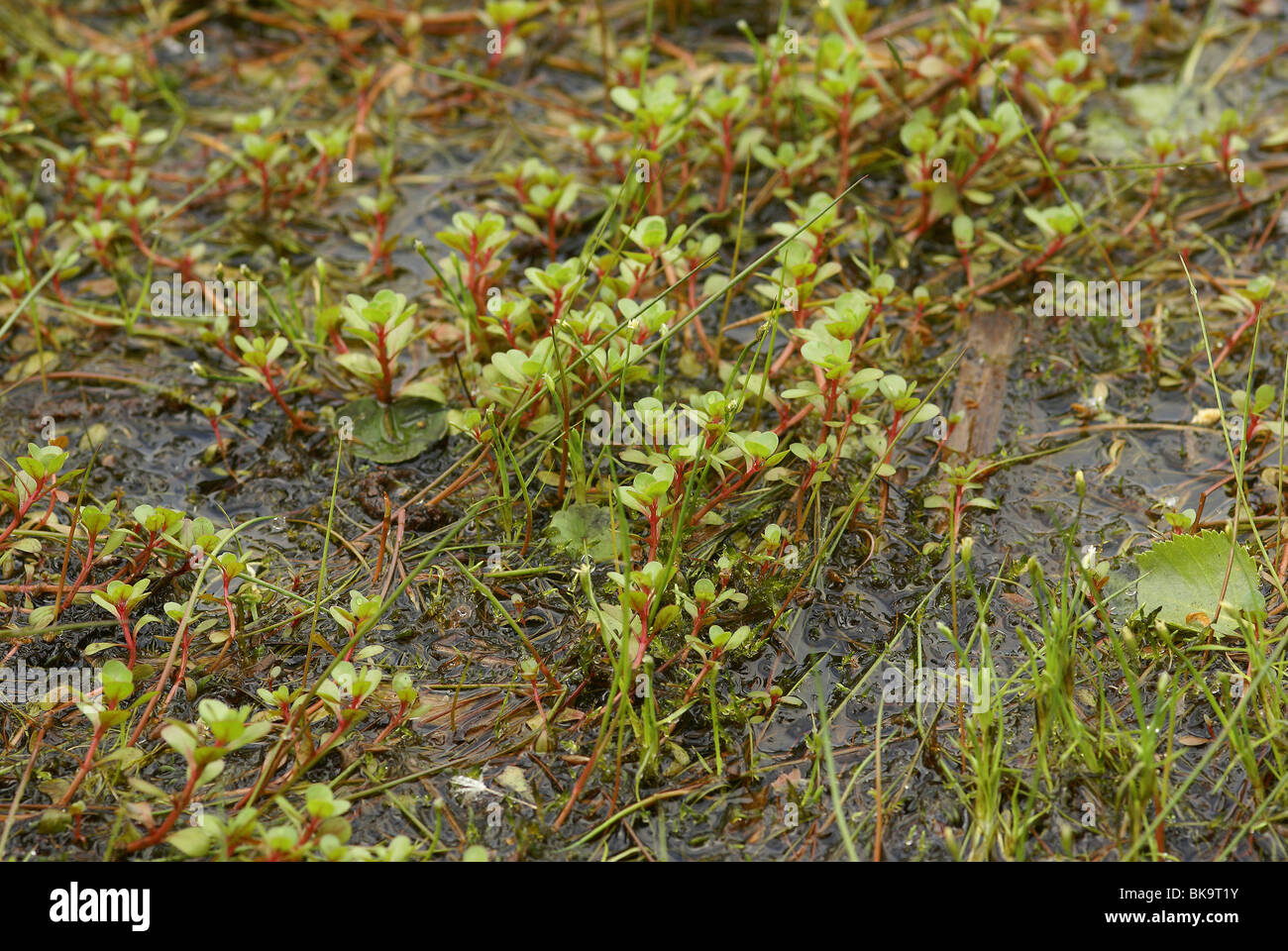 Planten in natuurlijke omgeving, ondiep water met Vlottende bies en Puntmos. Stock Photo