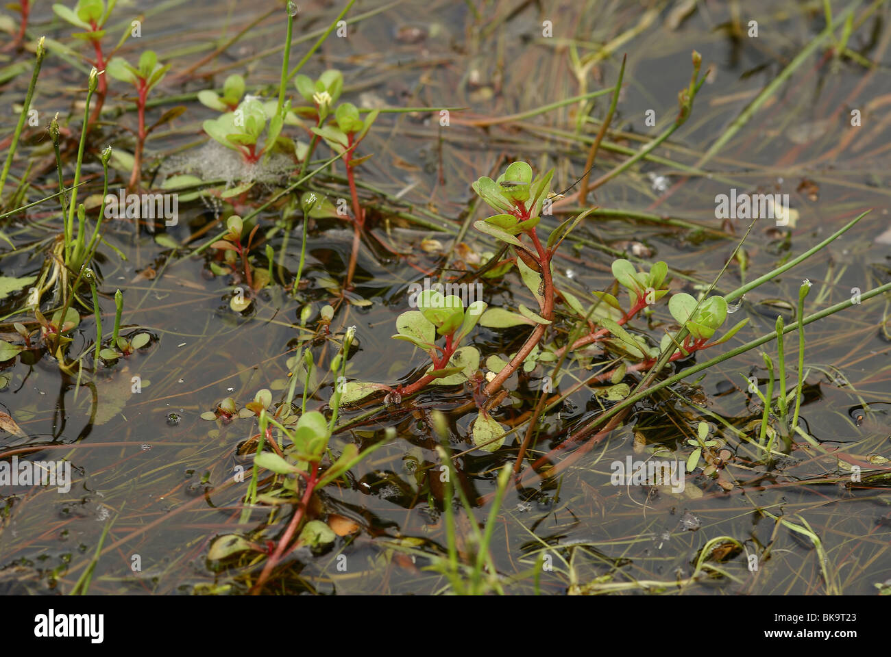 Water-purslane and Floating Club-rush in shallow water Stock Photo