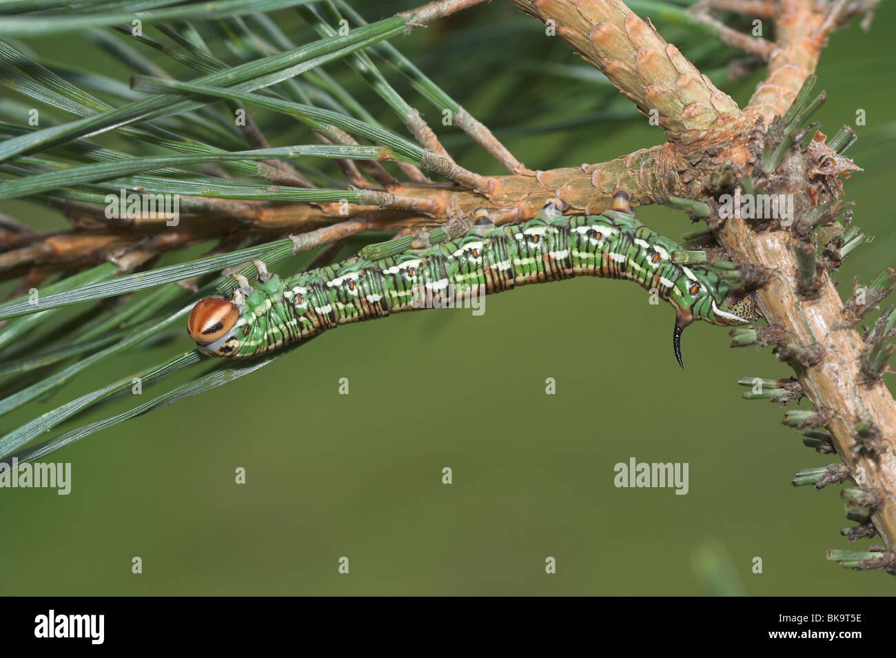 Pine Hawk-moth caterpillar Stock Photo