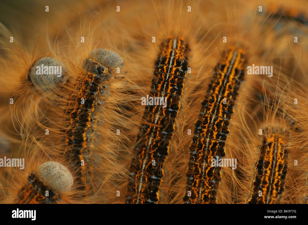 Group of caterpillars of Ground Lackey (Madacosoma Castrensis Stock