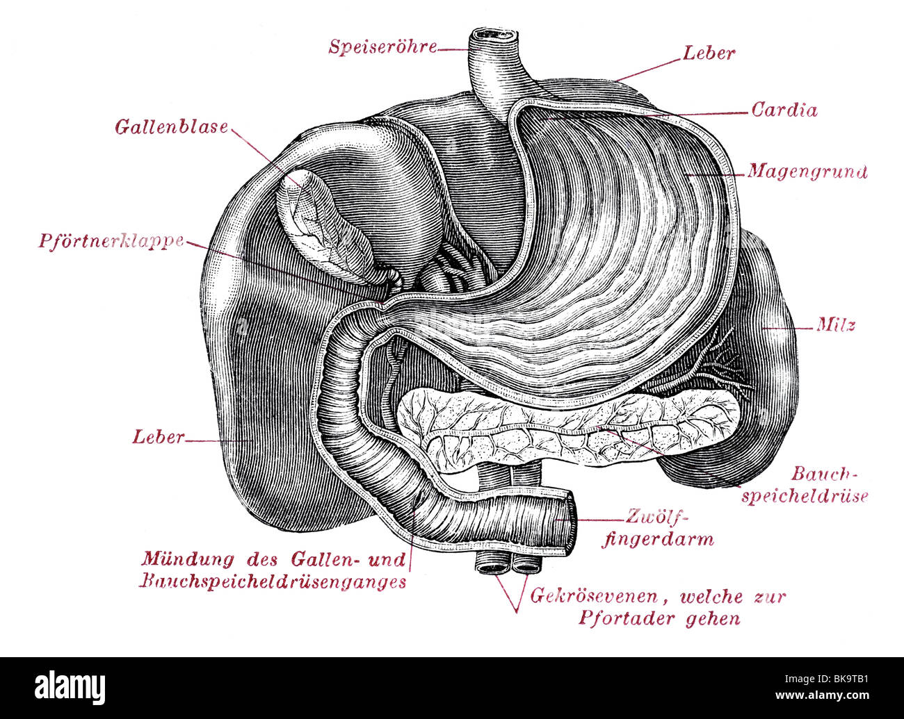 Gastric glands digestive system Stock Photo