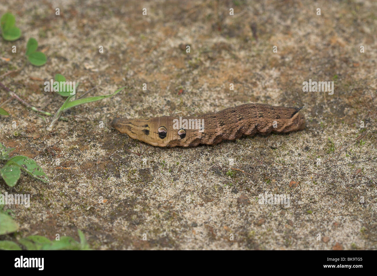 Elephant Hawkmoth caterpillar brown colouration Stock Photo Alamy