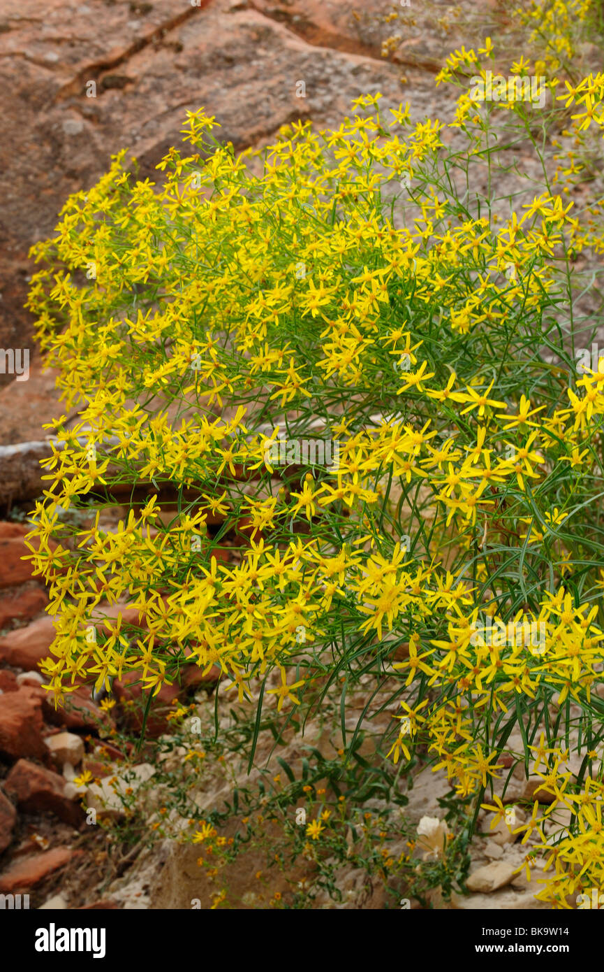 Yellow flowers on a shrub in Zion National Park, Utah, USA Stock Photo