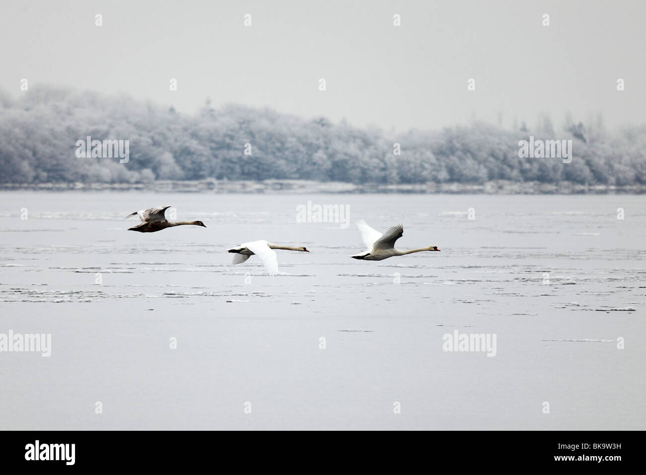 Three swans search in vain for a spot to land on a frozen Lough Derg in Tipperary Stock Photo