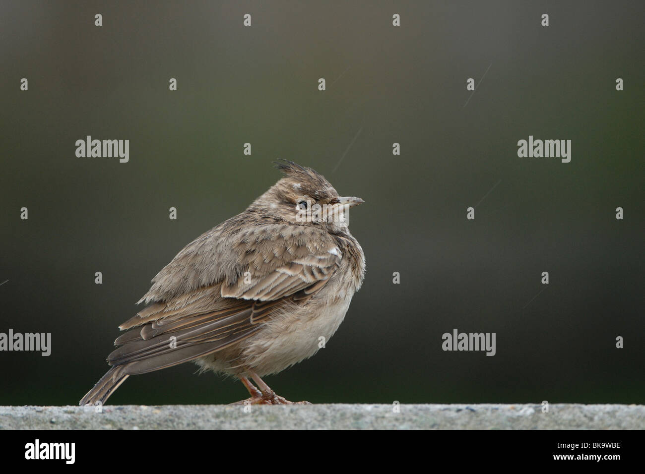 Crested lark sitting on concrete in the rain Stock Photo