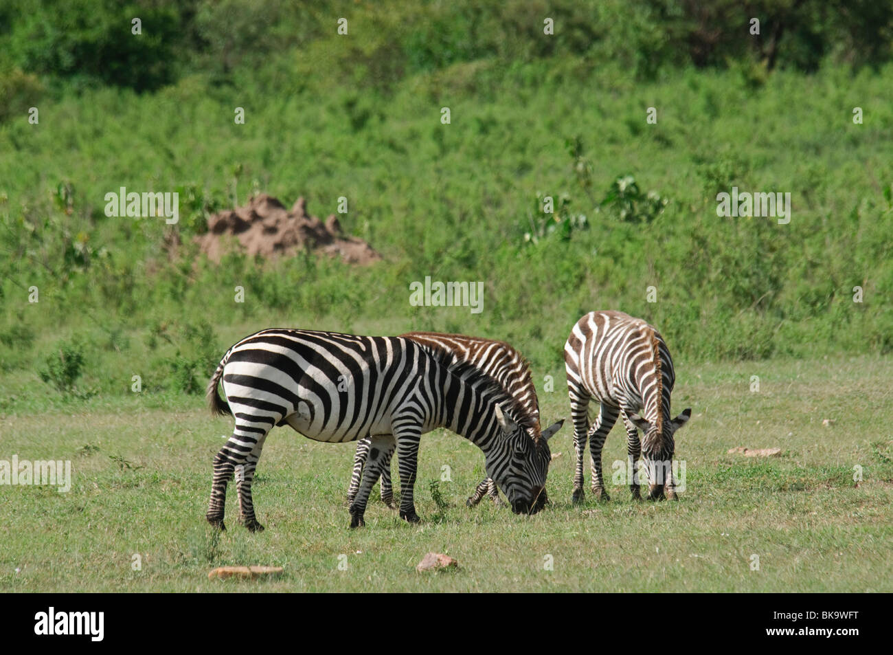 The three species of zebra hires stock photography and images Alamy