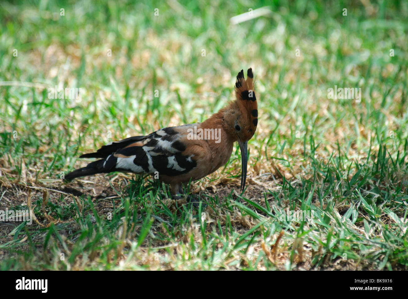 African Hoopoe Upupa africana feeding in grass Stock Photo