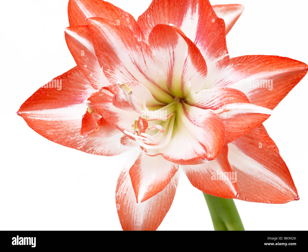 Pink Amaryllis Bio Colour Stock Photo