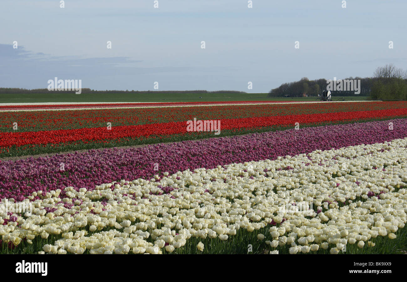 Landschap met bloeiende tulpen in Noord Groningen. Stock Photo