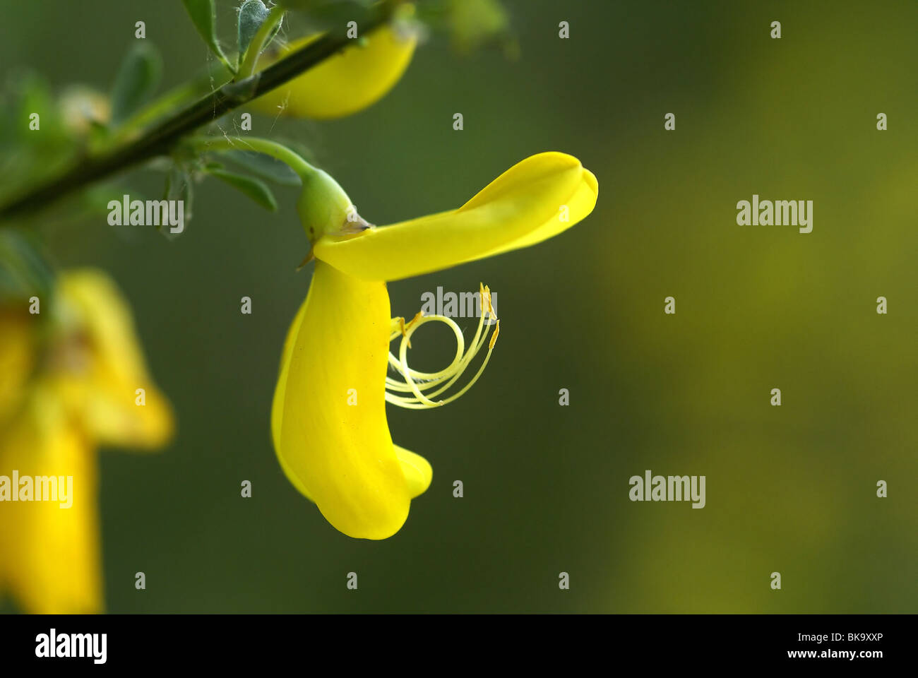 Close-up of the flower of the common broom Stock Photo