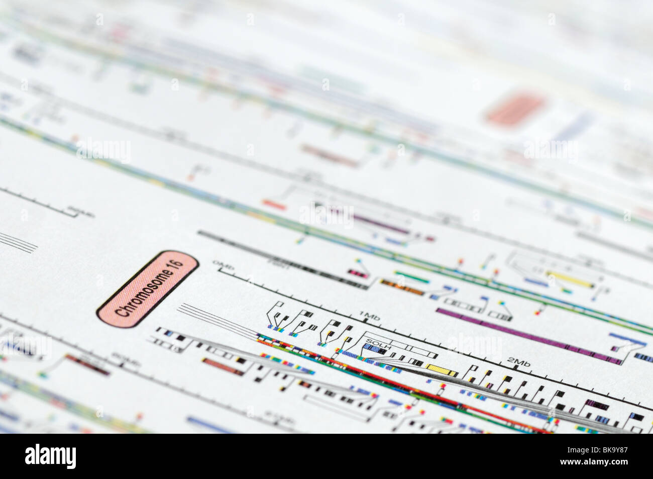 Human genome map focused on chromosome 16. Stock Photo