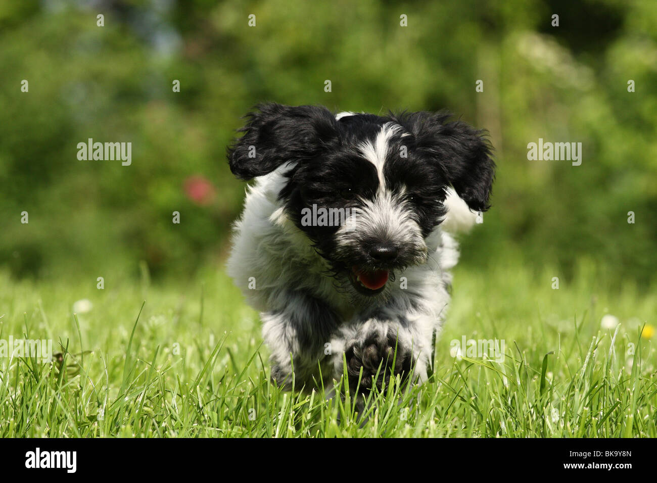 schapendoes puppies sale