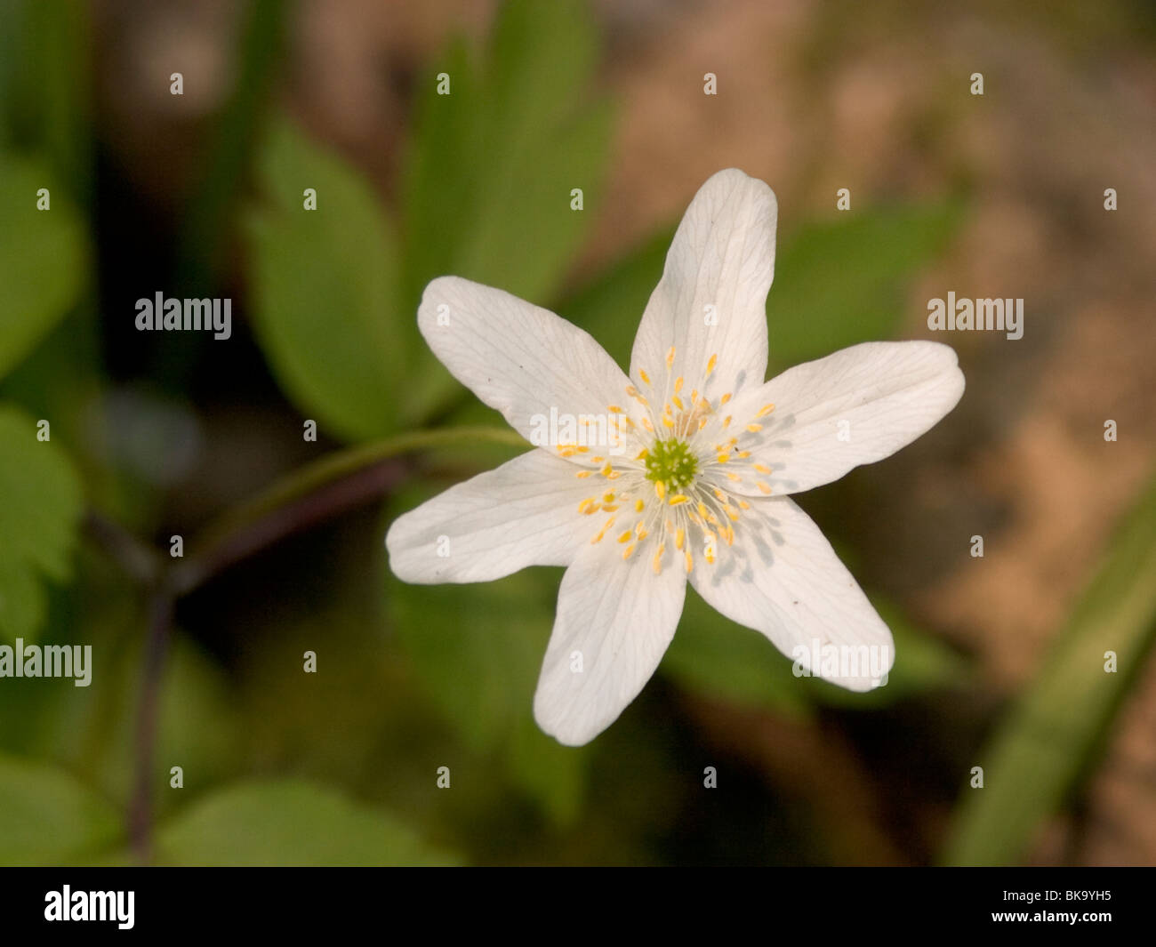 Close up of the white flower of a Wood Anemone. Stock Photo