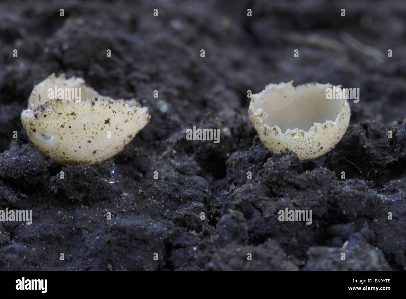Gekarteld leemkelkje; Tarzetta catinus; Stock Photo