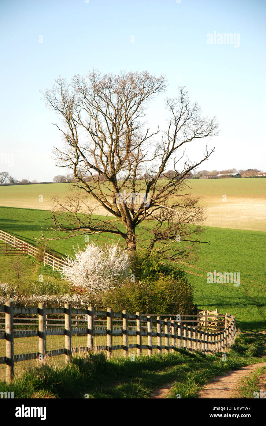 A field just outside Codicote in Hertfordshire Stock Photo