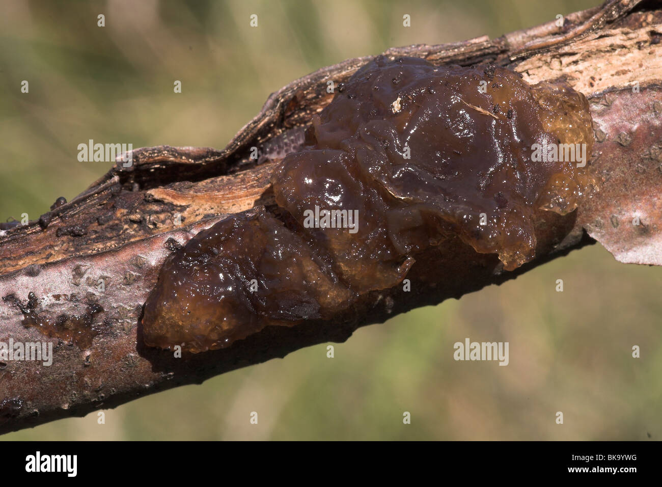 Black Jelly on branch with green background Stock Photo